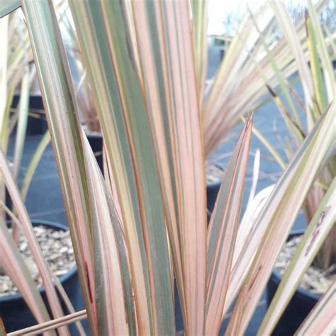 Phormium Cookianum ‘flamingo