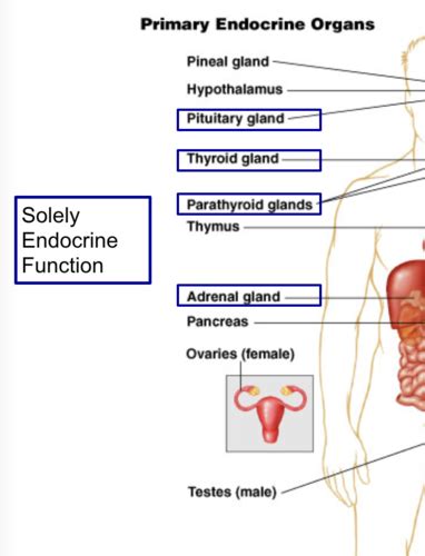 Bio Week Endocrine System Flashcards Quizlet