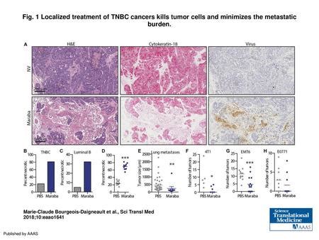 Correlation Of Reovirus RNA Protein With Proliferating Tumor Cells