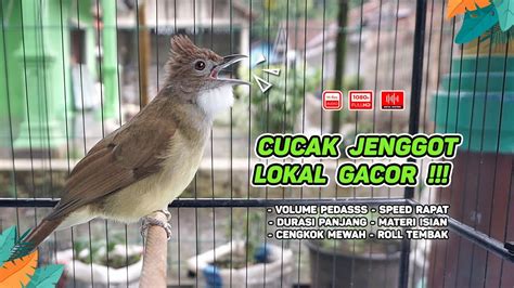 Cucak Jenggot Gacor Cocok Untuk Masteran Murai Batu Dan Pancingan