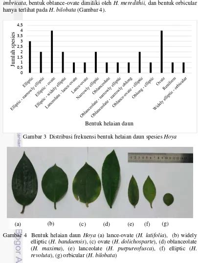 Evaluasi Karakter Vegetatif Hoya Apocynaceae Di Kebun Raya Bogor