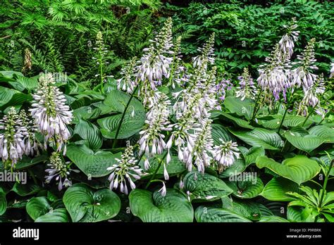 Flowering Hostas Hi Res Stock Photography And Images Alamy