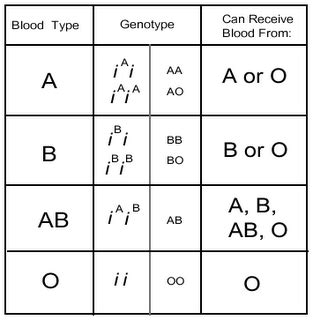 Blood Type Inheritance Worksheets