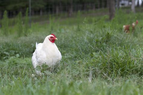 Chickens The Perfect Permaculture Partner Meyer Hatchery Blog