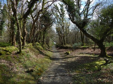 Path Through The Woods © Lairich Rig Geograph Britain And Ireland