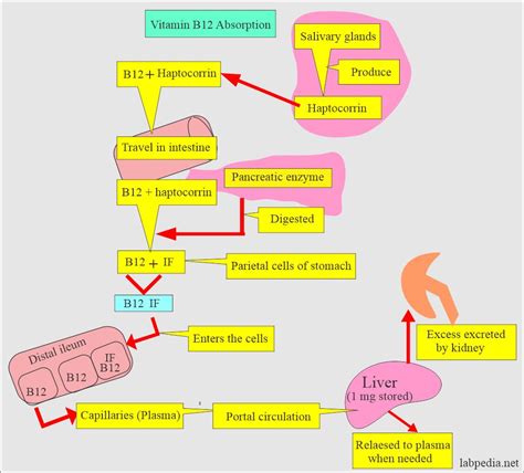 Vitamin B12 Absorption Diagram