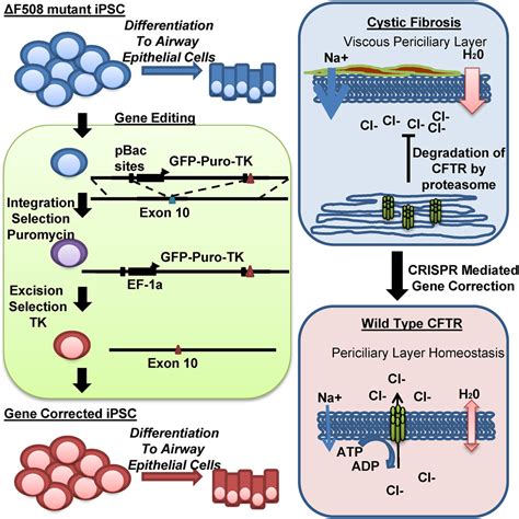 Functional Gene Correction For Cystic Fibrosis In Lung Epithelial Cells