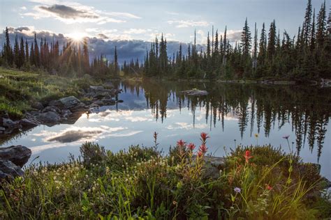 Mountain Caribou Initiative: A visual journey into the imperiled world ...