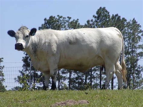 British White Beef Cattle The Polled Park Cattle Of The British Isles