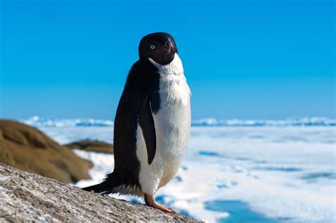 Sea Ice Loss Increases Snowfall Over West Antarctica