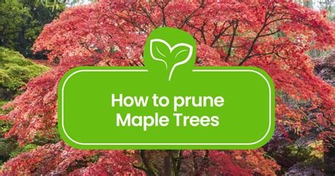 How To Prune Maple Tree Branches A Step By Step Guide Plant Propagation