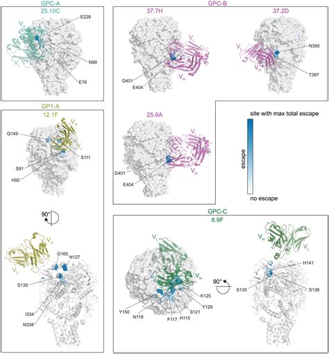 Deep Mutational Scanning Reveals Functional Constraints And Antibody