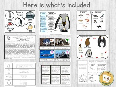 Penguin Life Cycle Anatomy Species Pack Montessori Nature Printables