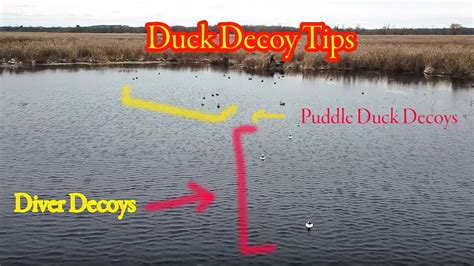 How To Set Up Duck Decoys