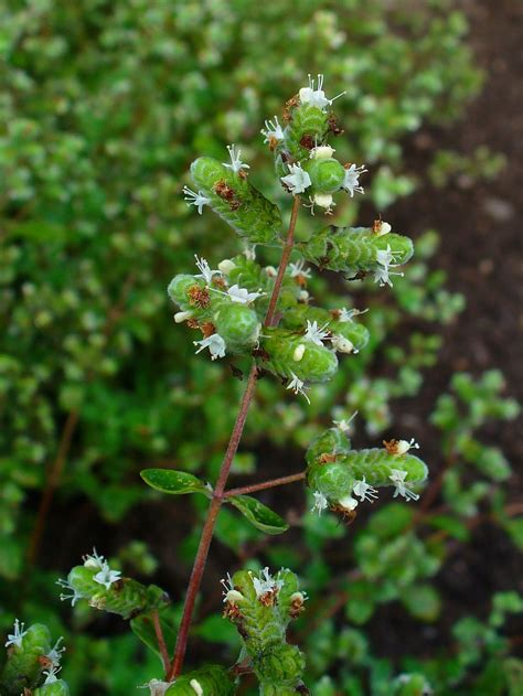 Marjoram Wikipedia