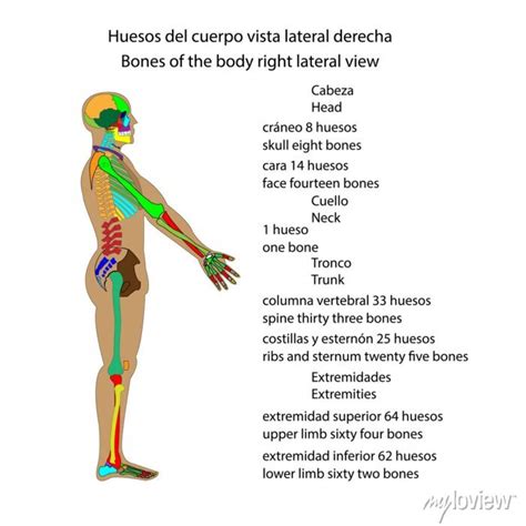 Esqueleto Humano Huesos Del Cuerpo Vista Lateral Derecha Fotomural