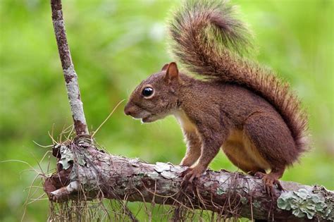 Caxinguel Esquilo Brasileiro Ou Serelepe Caracter Sticas E Fotos