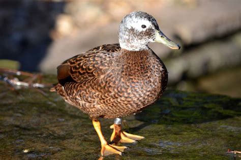 Laysan Duck Pinola Aviary