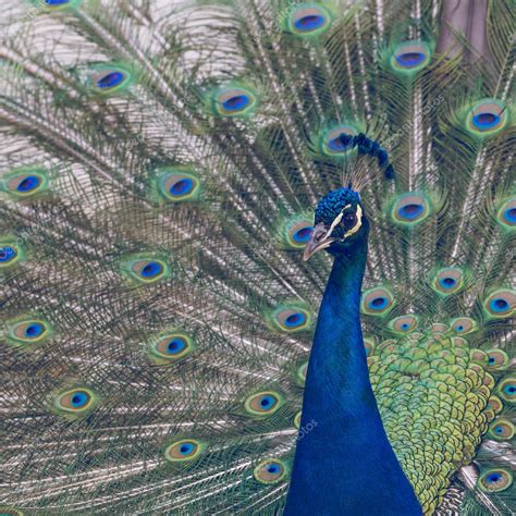 Portrait Of Beautiful Peacock With Feathers Out Stock Photo Curioso