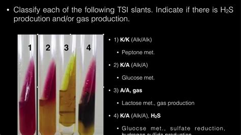 Triple Sugar Iron Agar