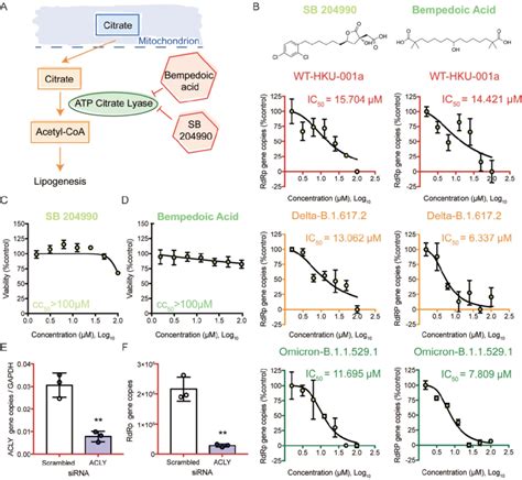 Acly Inhibition Efficiently Reduced The Replication Of Sars Cov 2