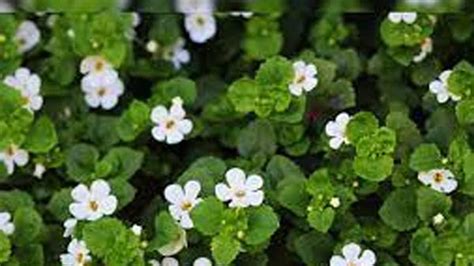 Cognitive Enhancement To Immune Support 5 Health Benefits Of Bacopa