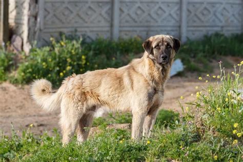 Kangal im Rassen Porträt Mit Bildern Informationen