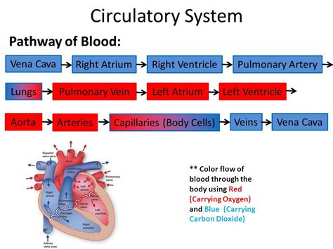 88 A FLOW CHART OF THE RESPIRATORY SYSTEM