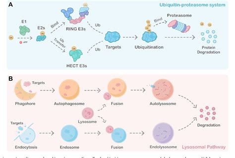 Targeted Protein Degradation In Mammalian Cells A Promising Avenue