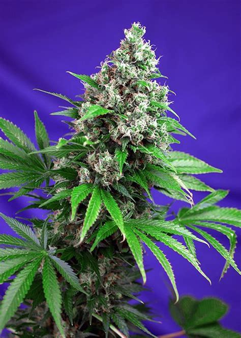 Vente De Graines Féminisées Killer Kush F1 Fast Version Par Sweet Seeds