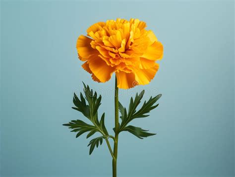 Marigold Flower in Studio Background, Single Marigold Flower, Beautiful ...