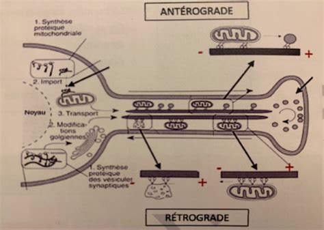 Cm Bio Cell Cytosquelette Cartes Quizlet