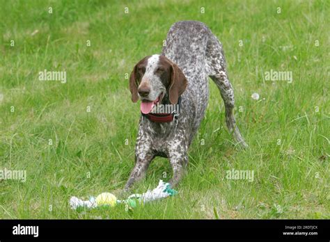 German Shorthair With Toy German Shorthair Pointing Dog Play Call