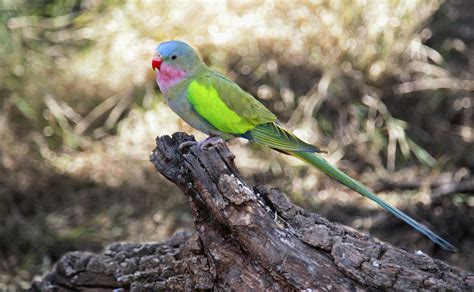 For birdwatchers, the princess parrot is one of Australia’s most highly desired - Australian ...