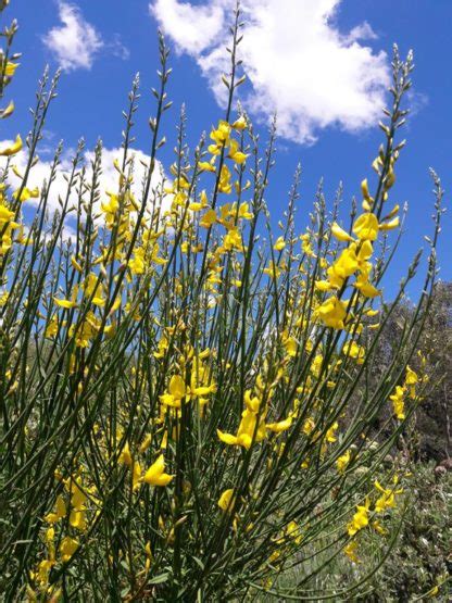 Spanish Broom – Kahikatea Farm Certified Organic Nursery and Permaculture Farm