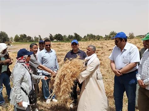 زراعة الوادى الجديد حصاد 50 ألف فدان قمح وتوريد 56 ألف طن للصوامع