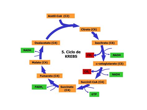 Ciclo De Krebs Ppt