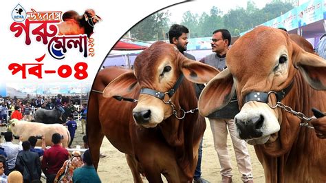 973 এবার দেখুন ব্রাহামা ও ফ্লেগবি। উত্তরবঙ্গ গরু মেলা পর্ব ০৪ রই