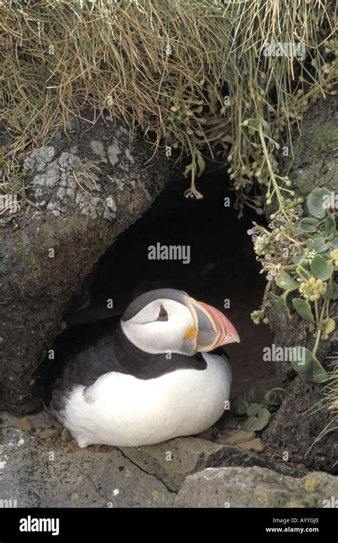 Atlantic puffin (Fratercula arctica), sitting in breeding cavern, Iceland Stock Photo - Alamy