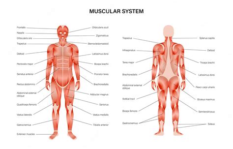 Human Muscle Diagram For Kids