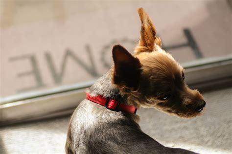 Discover the Chihuahua Yorkie Mix: Traits, Care, & More