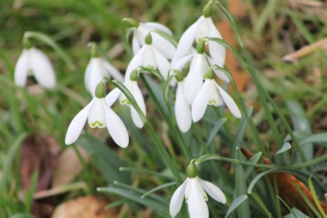 Gardening Tips For February Ardcarne Garden Centre Roscommon Boyle