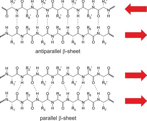 Beta Pleated Sheet Parallel Vs Antiparallel