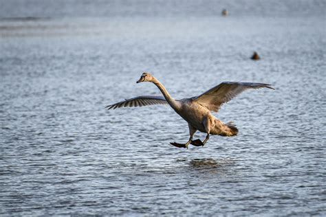 Mute Swan Coming In To Land David Goundry Flickr