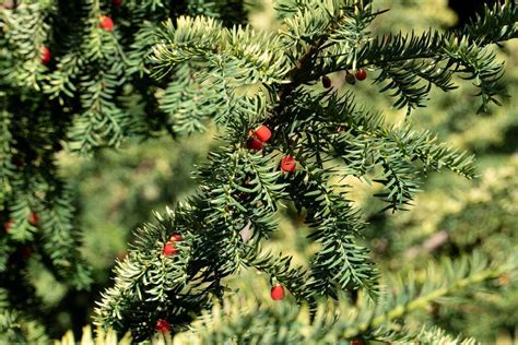 How To Grow And Care For Yew Trees And Shrubs Gardeners Path