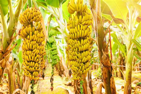 Banana Harvesting 101 The Ultimate Guide To Picking Storing And