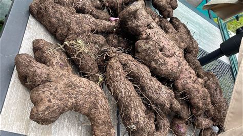 Ube Yam Harvesting In Hawaii Youtube