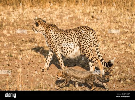 mother cheetah with her cub Stock Photo - Alamy