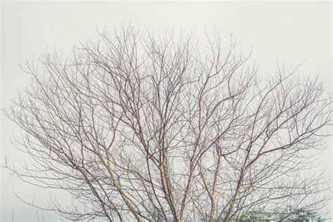 Bildet tre gren vinter anlegg himmel tåke blad frost årstid