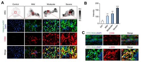 18F Alfatide PET imaging of integrin αvβ3 for the non invasive